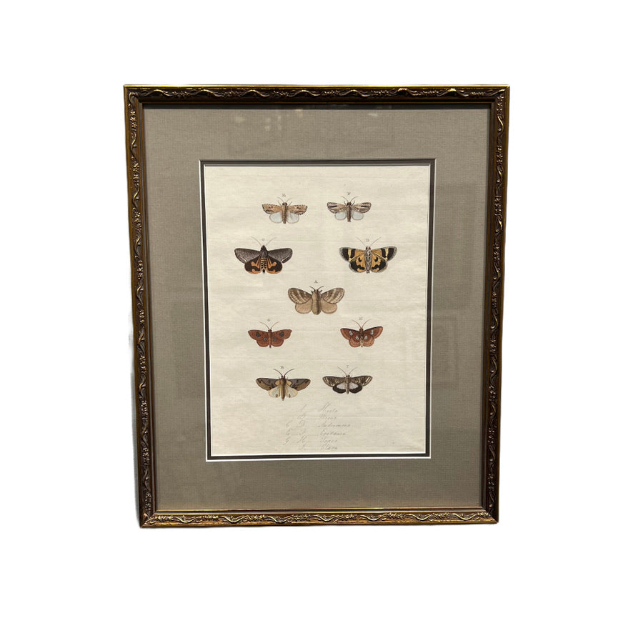 ANTIQUE BUTTERFLY PRINT