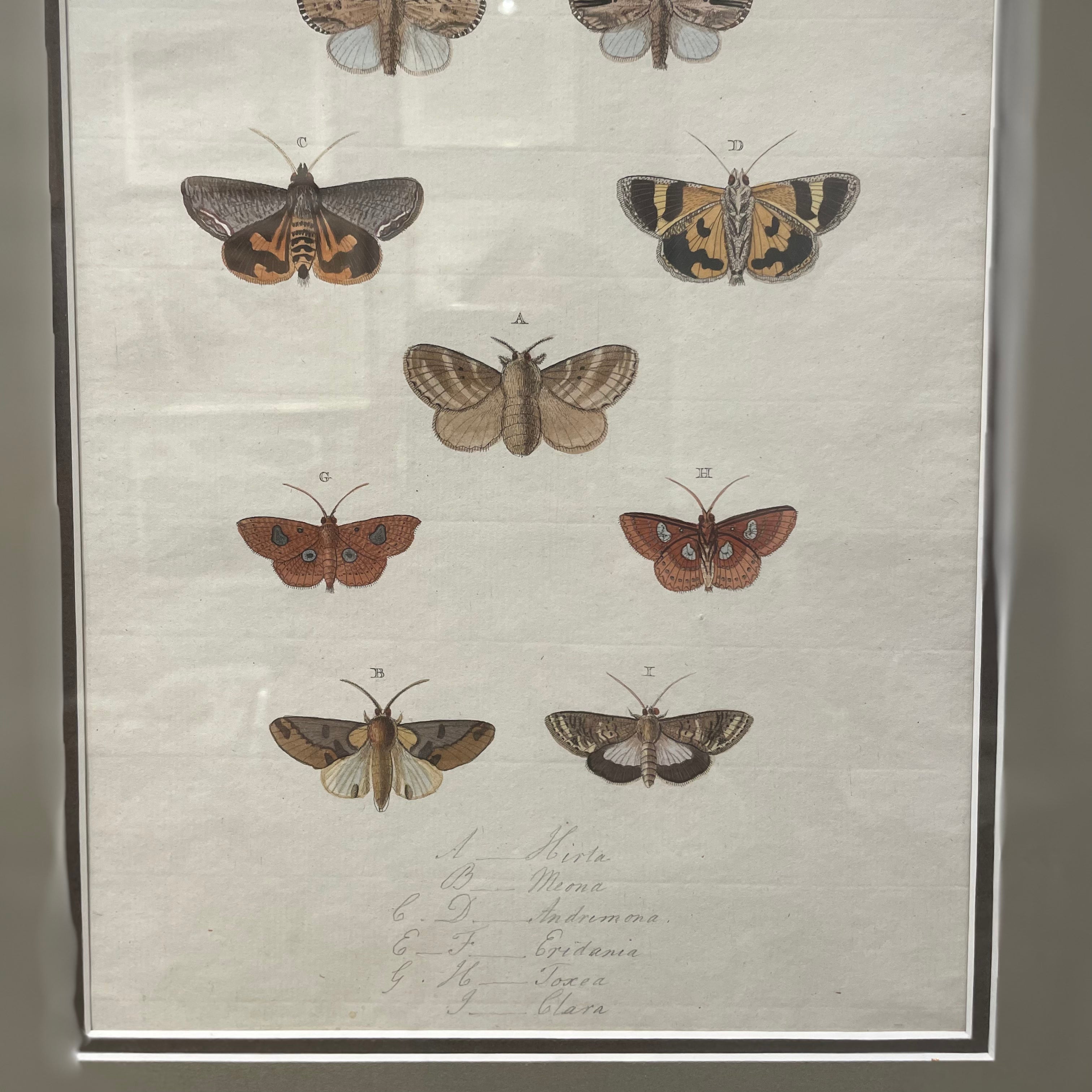 Framed Butterfly Series