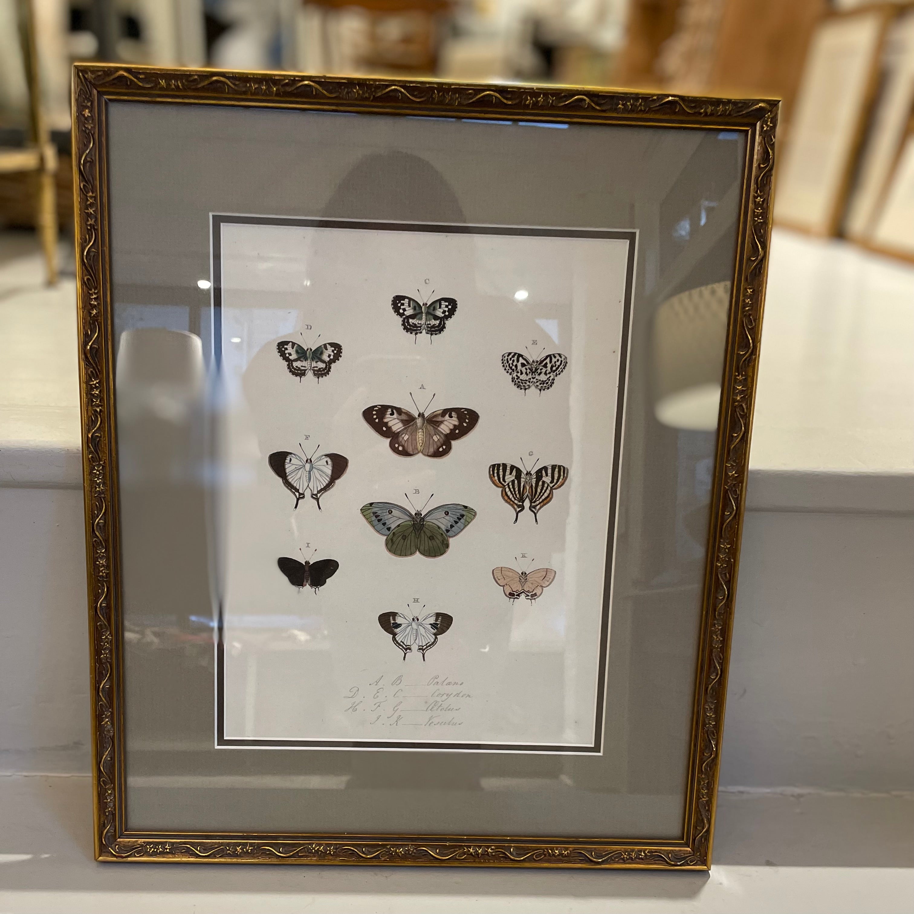 Framed Butterfly Series